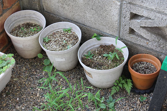 f:id:takahikonojima:20180728195918j:plain