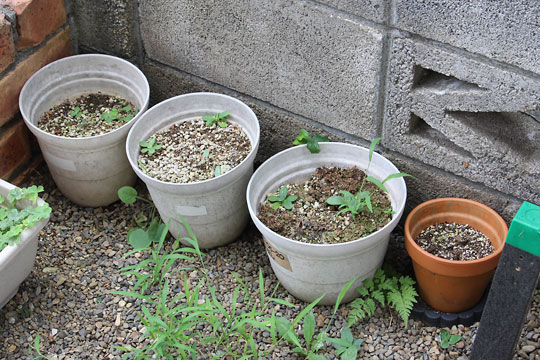 f:id:takahikonojima:20180728195934j:plain