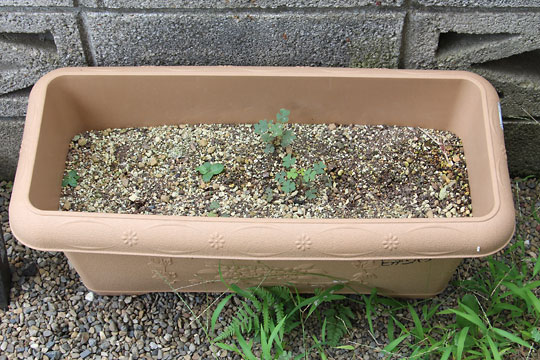 f:id:takahikonojima:20180728195946j:plain