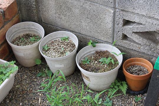 f:id:takahikonojima:20180728195955j:plain