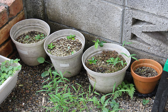 f:id:takahikonojima:20180728200017j:plain