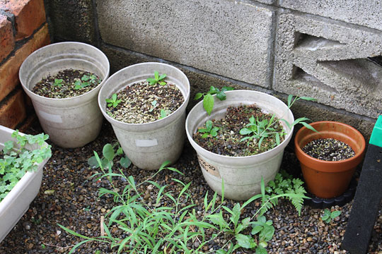 f:id:takahikonojima:20180728200102j:plain