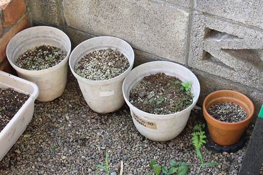 f:id:takahikonojima:20180811083528j:plain