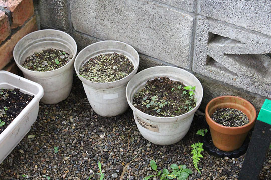 f:id:takahikonojima:20180811083539j:plain