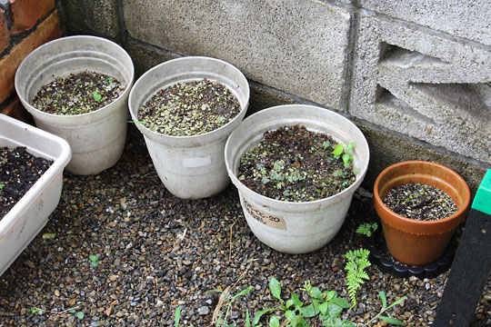 f:id:takahikonojima:20180811083551j:plain