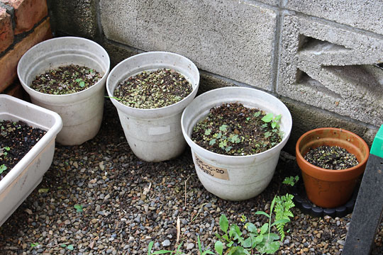 f:id:takahikonojima:20180811083602j:plain