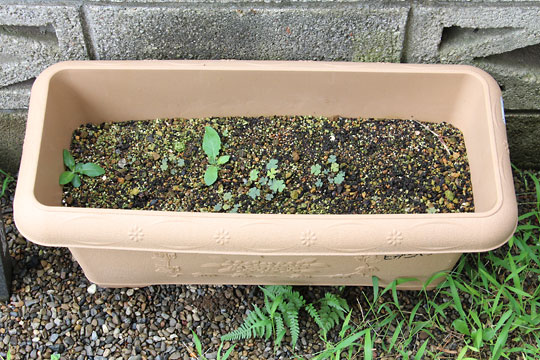 f:id:takahikonojima:20180811083608j:plain