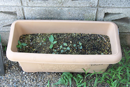 f:id:takahikonojima:20180811083620j:plain