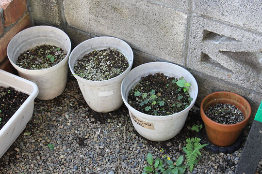 f:id:takahikonojima:20180811083631j:plain