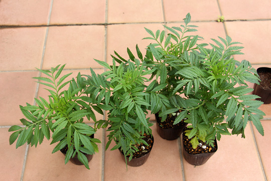 f:id:takahikonojima:20180815194018j:plain f:id:takahikonojima:20180815194018j:plain