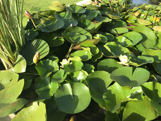 f:id:takahikonojima:20180830173150j:plain f:id:takahikonojima:20180830173150j:plain