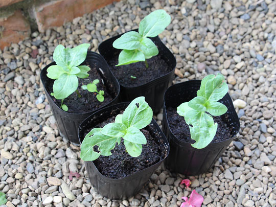 f:id:takahikonojima:20180909114701j:plain