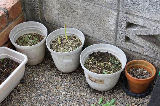 f:id:takahikonojima:20180915083911j:plain