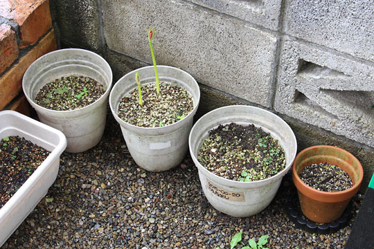 f:id:takahikonojima:20180915083921j:plain