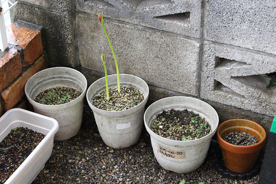 f:id:takahikonojima:20180915083932j:plain