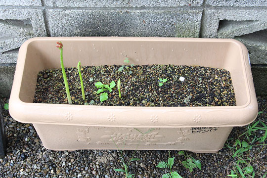 f:id:takahikonojima:20180915083937j:plain