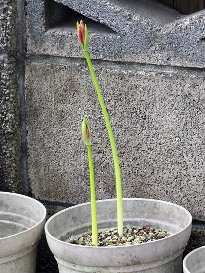 f:id:takahikonojima:20180915084046j:plain