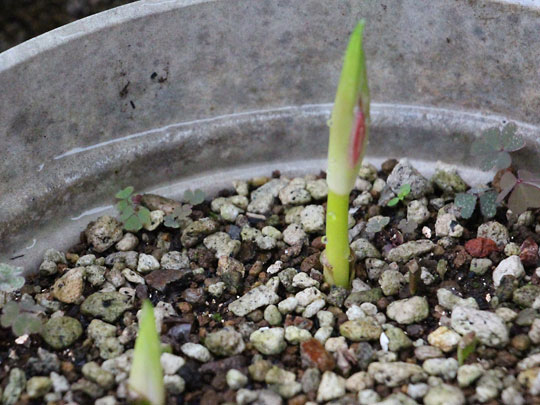 f:id:takahikonojima:20180915084152j:plain