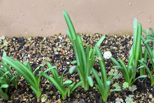 f:id:takahikonojima:20181006191436j:plain