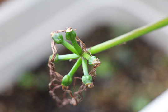 f:id:takahikonojima:20181006191446j:plain