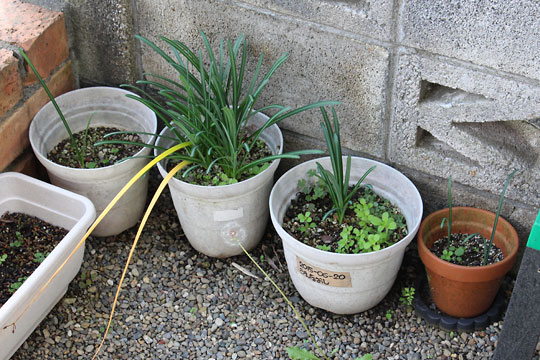 f:id:takahikonojima:20181025124330j:plain