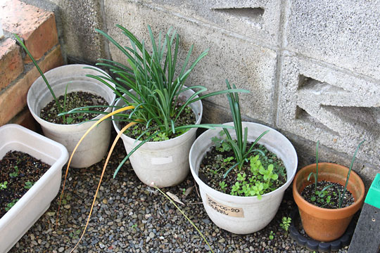 f:id:takahikonojima:20181025124350j:plain