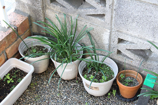 f:id:takahikonojima:20181106172150j:plain