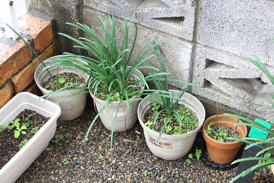 f:id:takahikonojima:20181110183505j:plain