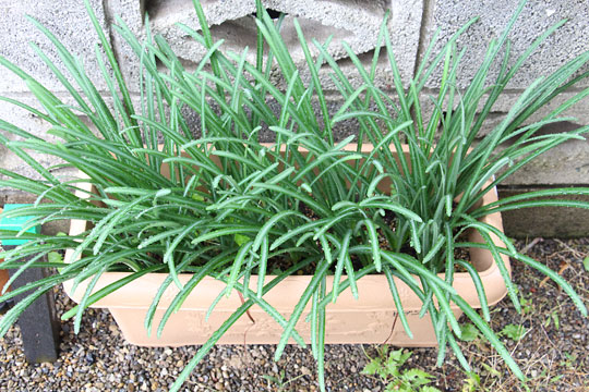 f:id:takahikonojima:20181110183510j:plain