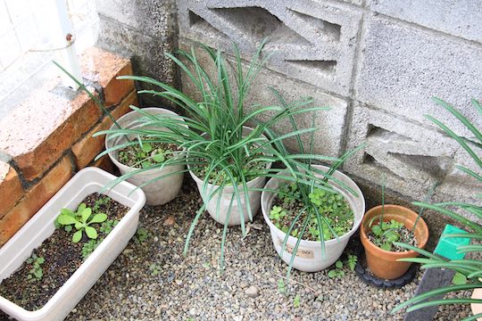 f:id:takahikonojima:20181118095342j:plain