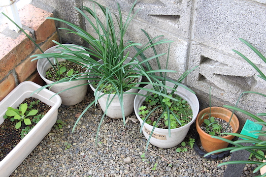 f:id:takahikonojima:20181120090042j:plain