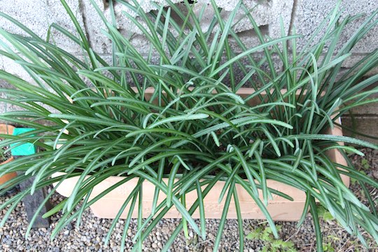 f:id:takahikonojima:20181121071047j:plain