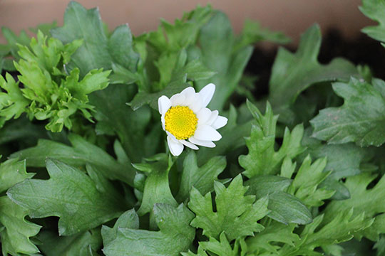 f:id:takahikonojima:20181127145311j:plain f:id:takahikonojima:20181127145311j:plain