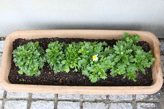 f:id:takahikonojima:20181127145318j:plain f:id:takahikonojima:20181127145318j:plain