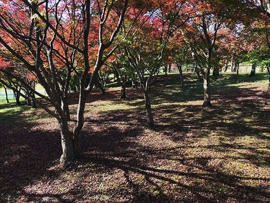 f:id:takahikonojima:20181127145359j:plain f:id:takahikonojima:20181127145359j:plain