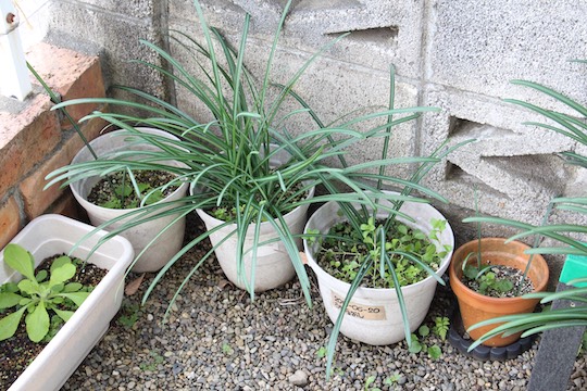 f:id:takahikonojima:20181216080506j:plain