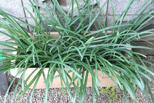 f:id:takahikonojima:20181216080509j:plain