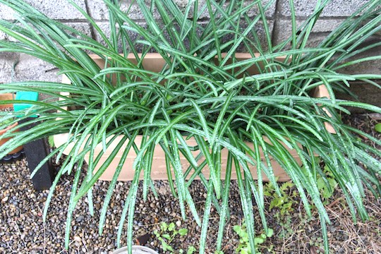 f:id:takahikonojima:20181217083519j:plain