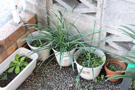 f:id:takahikonojima:20181218084406j:plain