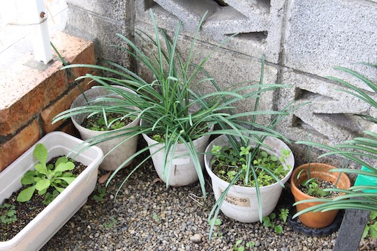 f:id:takahikonojima:20181220081647j:plain