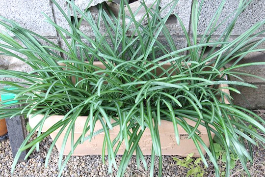 f:id:takahikonojima:20181220081650j:plain