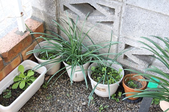 f:id:takahikonojima:20181221082433j:plain