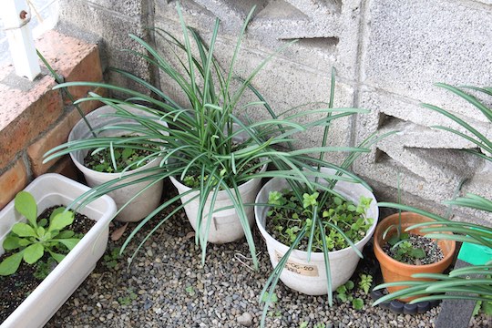 f:id:takahikonojima:20181222090141j:plain