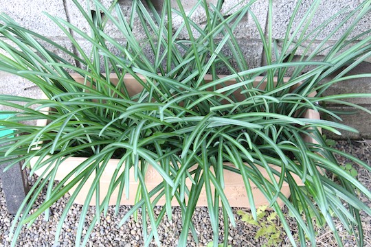 f:id:takahikonojima:20181222090143j:plain