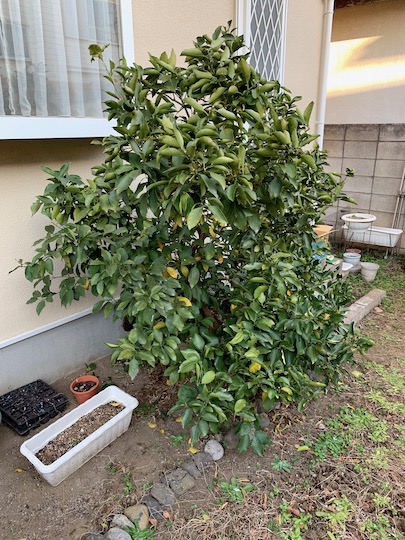f:id:takahikonojima:20190104145652j:plain