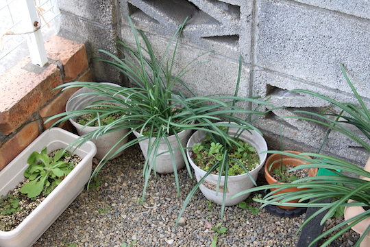 f:id:takahikonojima:20190106085331j:plain