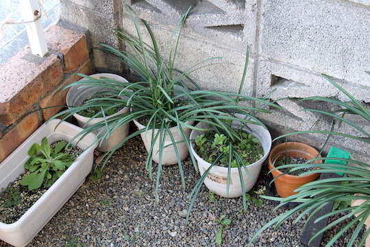 f:id:takahikonojima:20190107084625j:plain