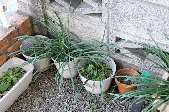 f:id:takahikonojima:20190109082417j:plain