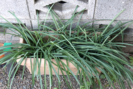 f:id:takahikonojima:20190109082419j:plain