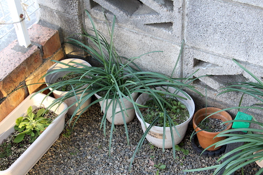 f:id:takahikonojima:20190110081637j:plain